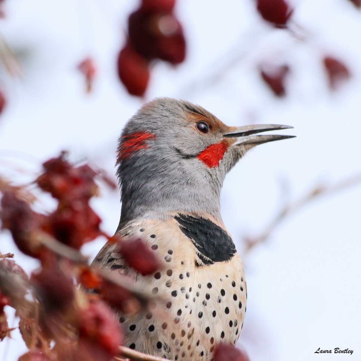 ABBestphotos's tweet photo. #FlickerFriday
For 4 reasons
1) I live in intergrade/hybrid zone
2) I love a good nictitating membrane
3) This is 2ft out bedroom window, spring alarm 🤣
4) I love #birds
#BirdOn! https://t.co/vACMgl6kV6