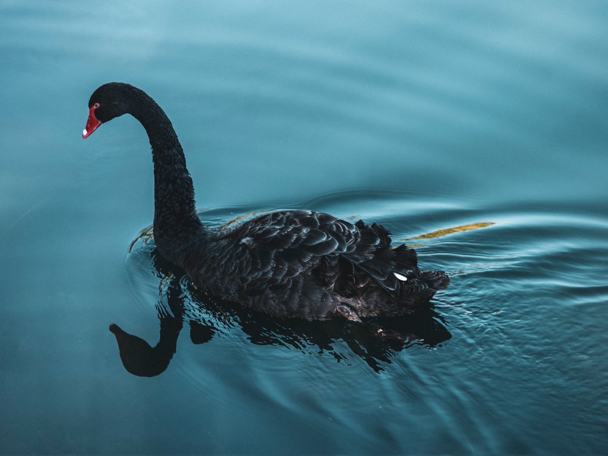 BTC_Accepted's tweet photo. Black swan is inevitable.
#Bitcoin https://t.co/5eSxtImONn