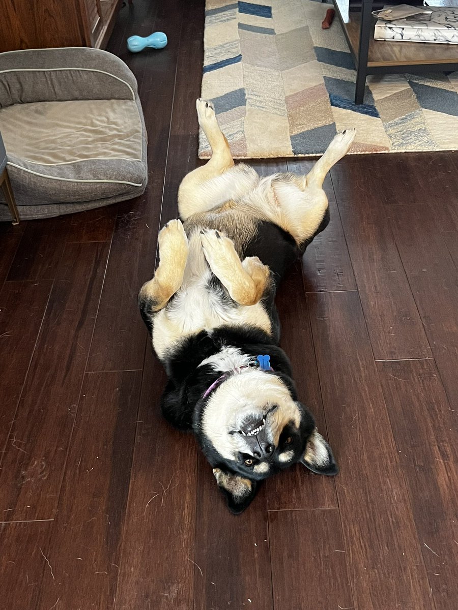 ASAP_RayRay1's tweet photo. I just started working from home, and now I feel like 90% of my day is me sending my boyfriend pictures of my dogs. 

Here, enjoy. https://t.co/wuk6OnapDh