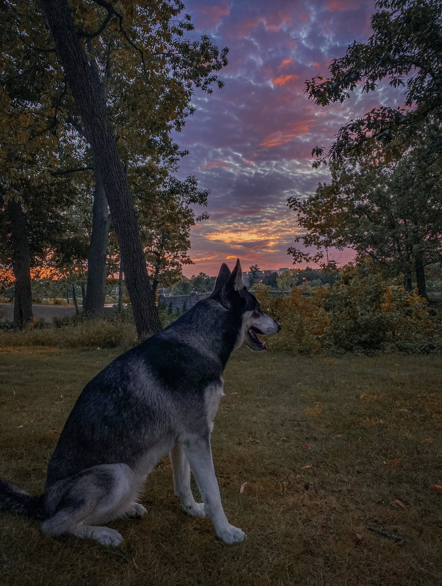 The.rat__ tweet media