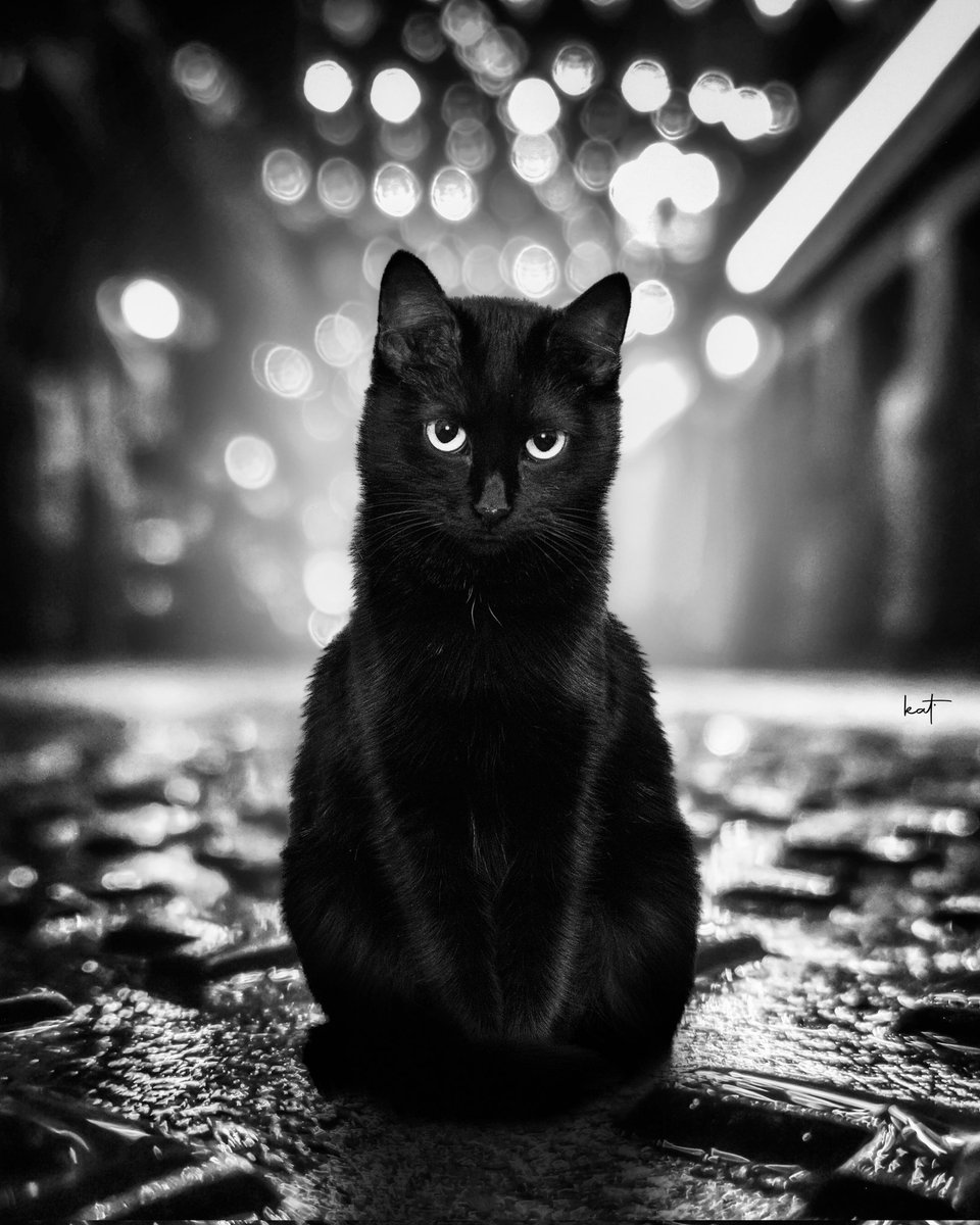 kathrinfederer's tweet photo. BnW or Color? 
》Tim Street Guard https://t.co/lkCIv1uXeH