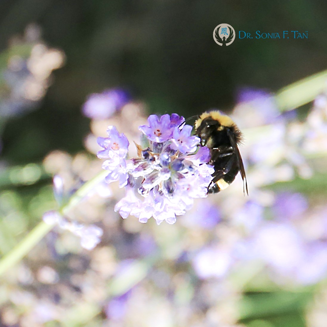 SoniaFTan's tweet photo. At 22:42 today, The Waking of Insects Jīng Zhé begins in the Chinese Solar Calendar and the 2nd month of the Water Tiger year, the Water Rabbit Guǐ Mǎo month. Two things here, Yin Water’s moodiness yet flexibility, and Yin Wood’s frustration and desire to move to positivity. https://t.co/96ihgssLHP