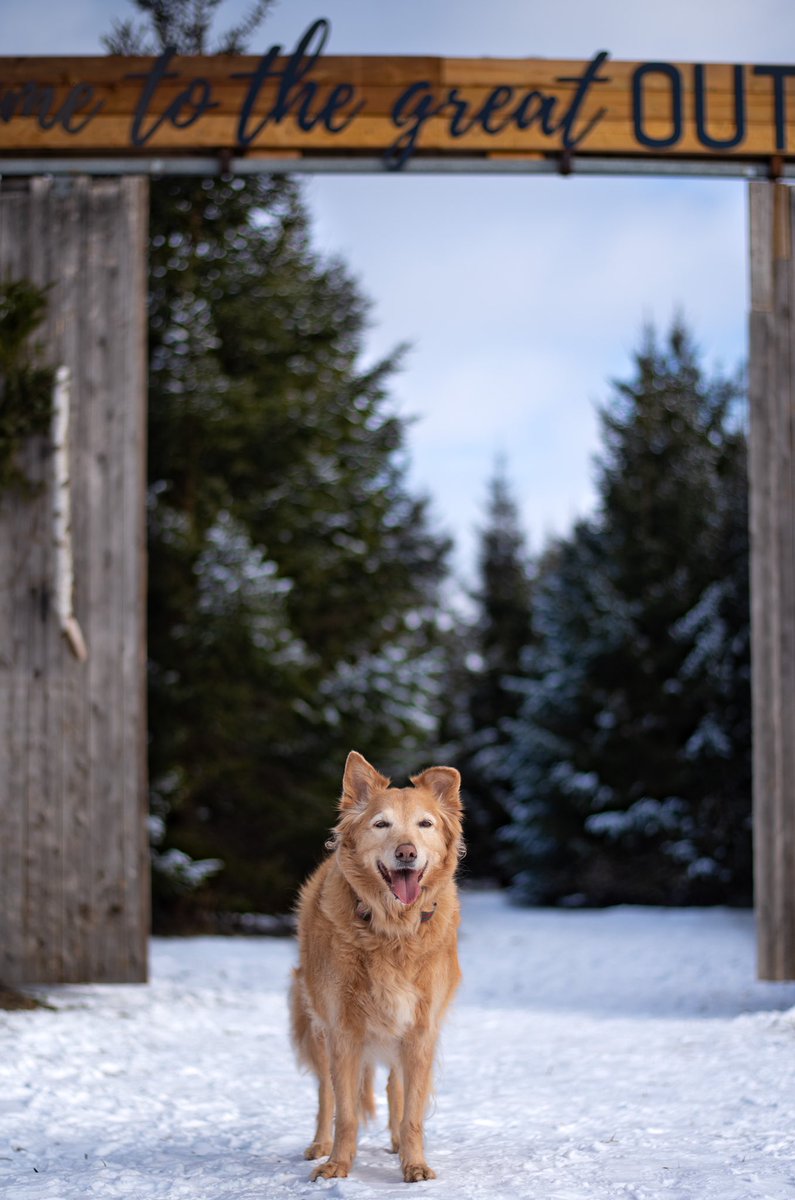 Welcome to the great outdoors💚
#twitterdogcommunity #twitterdogs #greatoutdoors #TGIF
