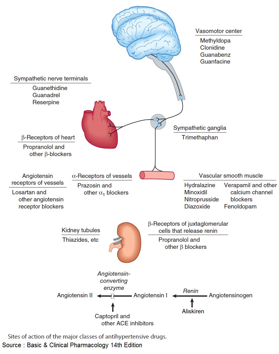 ManualOMedicine's tweet photo. Antihypertensive Drugs - Sites of action

#medtwitter #meded #foamed #pharmacology https://t.co/t0g69BXVGx