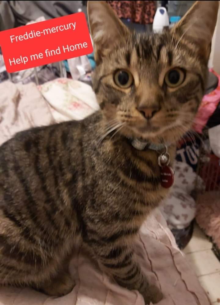 JohnDaffern2's tweet photo. Freddie-Mercury tabby cross bengal cat #missing from Morley Avenue off Winchester Street #Mapperly #Nottingham since 11/02/22. He was wearing a blue collar with silver reflective pattern that glows in the dark & red name tag with name and number on
https://t.co/ZhQIyRwYjV https://t.co/hiNLbTzEdH