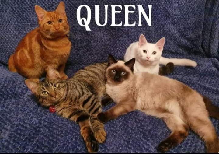 JohnDaffern2's tweet photo. Freddie-Mercury tabby cross bengal cat #missing from Morley Avenue off Winchester Street #Mapperly #Nottingham since 11/02/22. He was wearing a blue collar with silver reflective pattern that glows in the dark & red name tag with name and number on
https://t.co/ZhQIyRwYjV https://t.co/hiNLbTzEdH