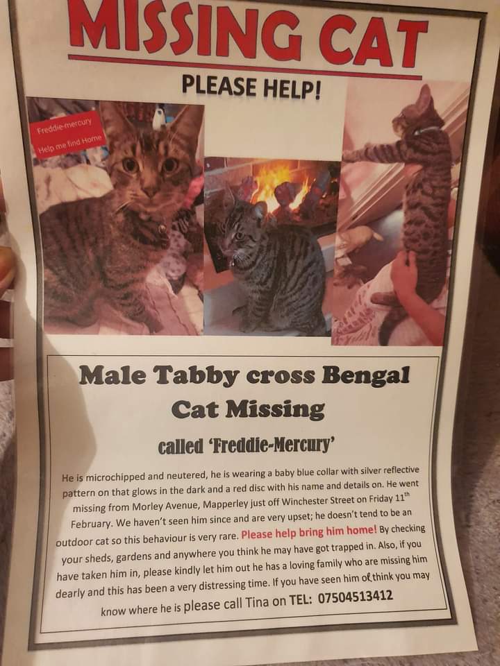 JohnDaffern2's tweet photo. Freddie-Mercury tabby cross bengal cat #missing from Morley Avenue off Winchester Street #Mapperly #Nottingham since 11/02/22. He was wearing a blue collar with silver reflective pattern that glows in the dark & red name tag with name and number on
https://t.co/ZhQIyRwYjV https://t.co/hiNLbTzEdH