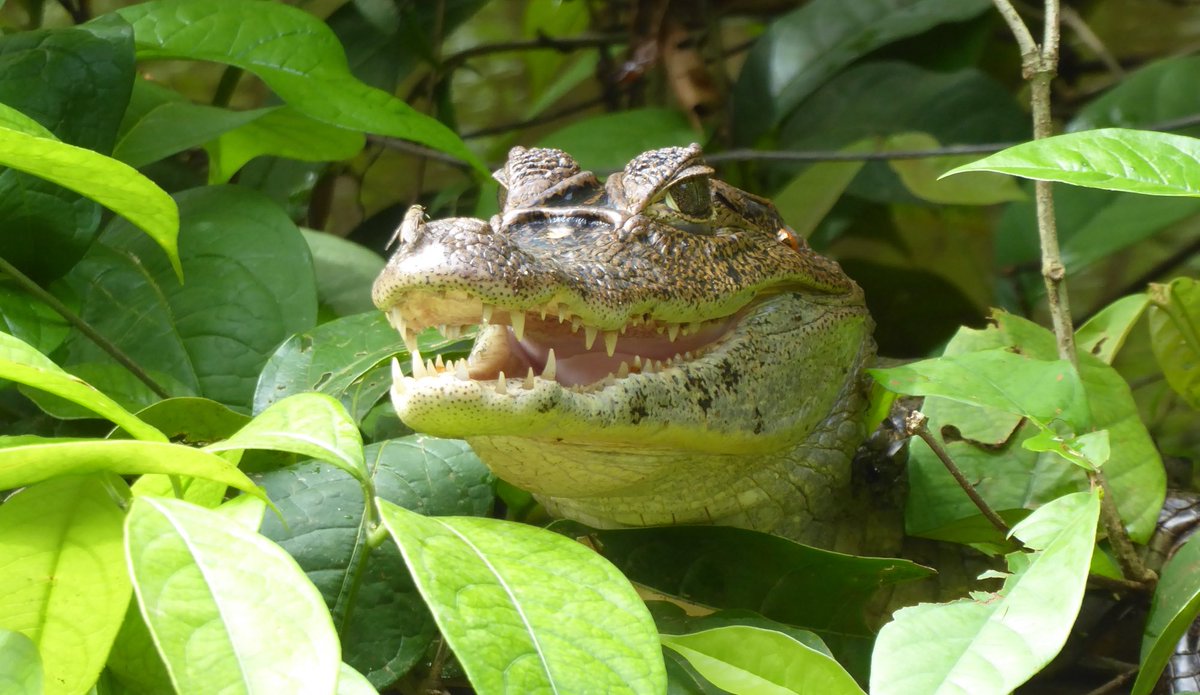 julian_summer's tweet image. Good photo eh? Note the fly.