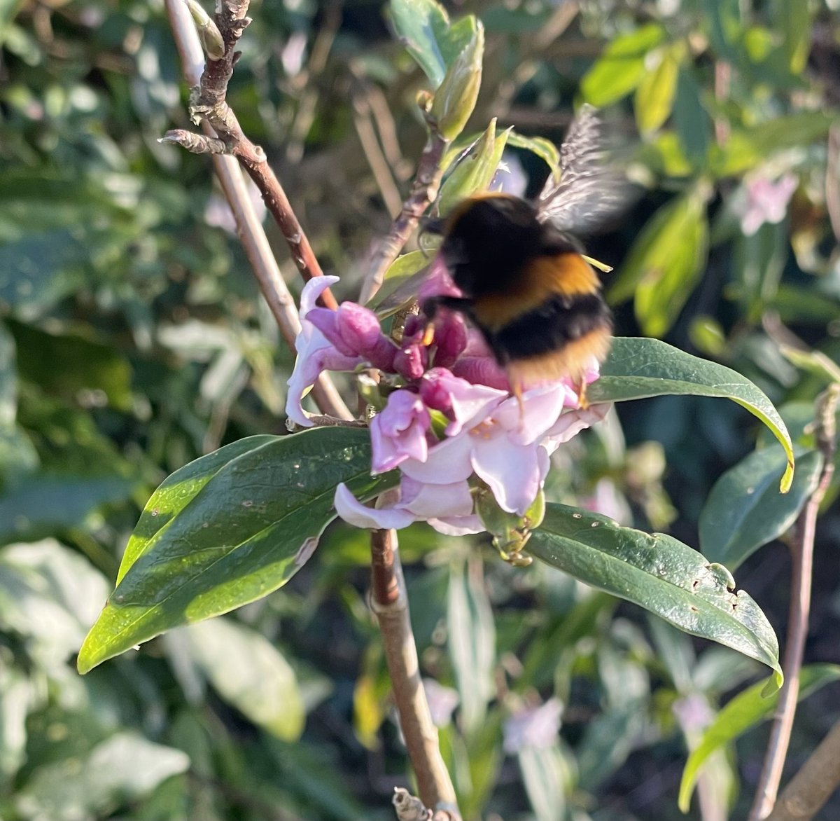 Irish Bee Keeper tweet media