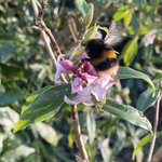 Photo by Irish Bee Keeper (@IrishBeekeepers)