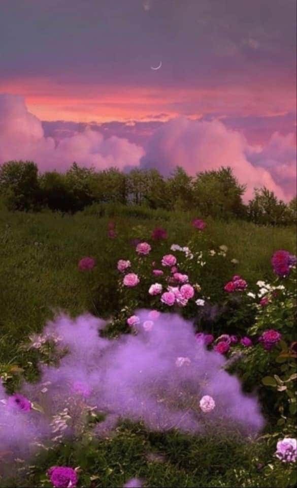 пусть это будет тут 🕊🌿💖