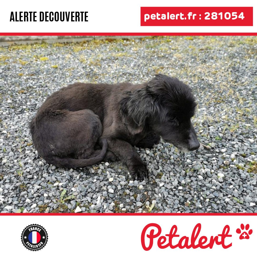 petalert_france's tweet photo. Trouvé #Chien #CotesDArmor #Plelo #Petalert #PetAlert22 / https://t.co/mKAs7FI9pr https://t.co/Y39r5Wjny5