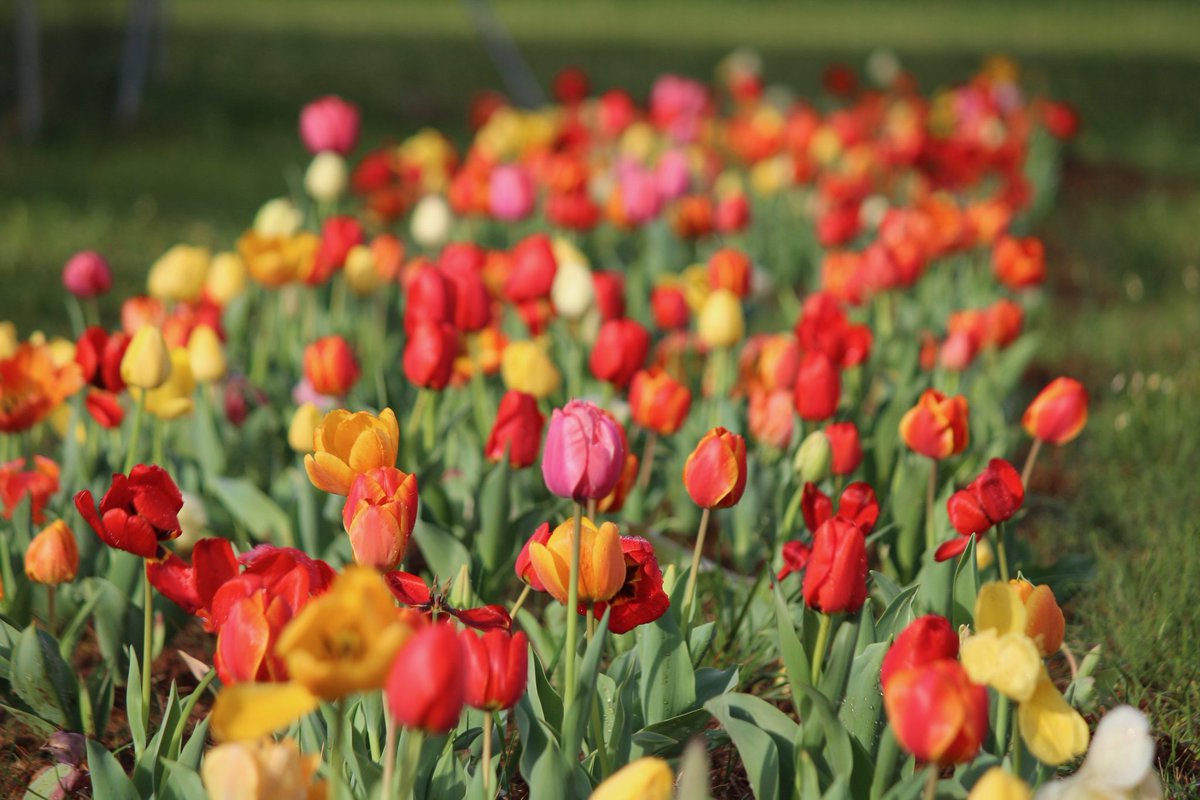 It's time!!! 🌷 American Village's Festival of Tulips officially opens this Saturday, March 5! Find details here:ow.ly/rnaU50I8xGz #tulip #festival #montevallo #alabama #spring