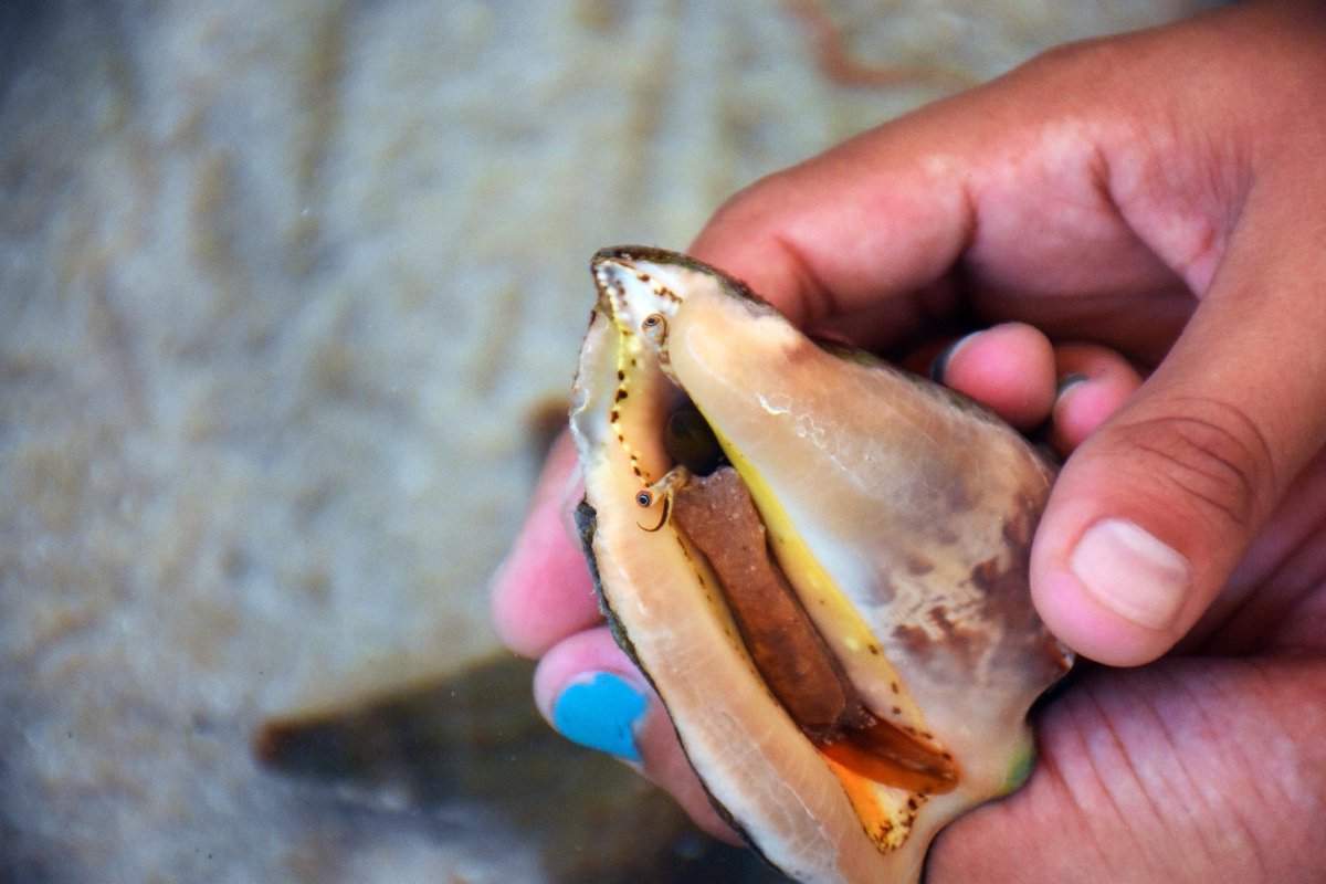 Our touch pools are open! Get hands-on and touch a conch, horseshoe crab or even an isopod on your next visit

#aquariumencounters #FLaquariumencounters #baldeagle #everydayisearthday #coralrestoration #doyourpart #earthday #nature #aquarium #aquariumday #fieldtrip #road...