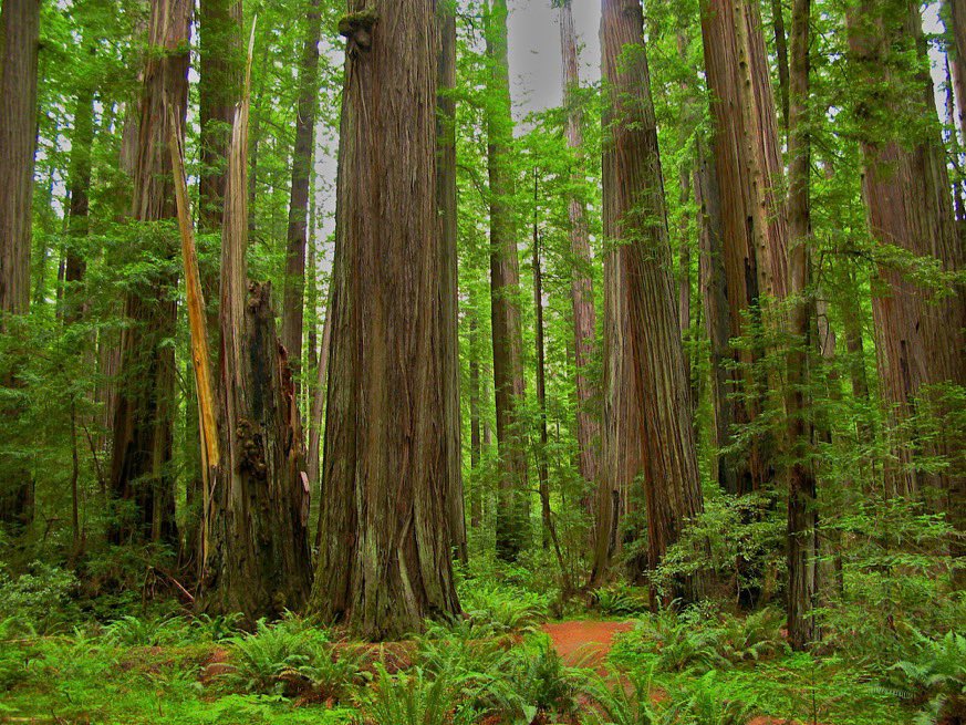 RFFI_ORG's tweet photo. Happy #WorldWildlifeDay. The Usal Redwood Forest is home to an abundance of species and biodiversity thanks to our beautiful redwoods! https://t.co/dZ1ZS88Mma https://t.co/oXdDfQlbPL