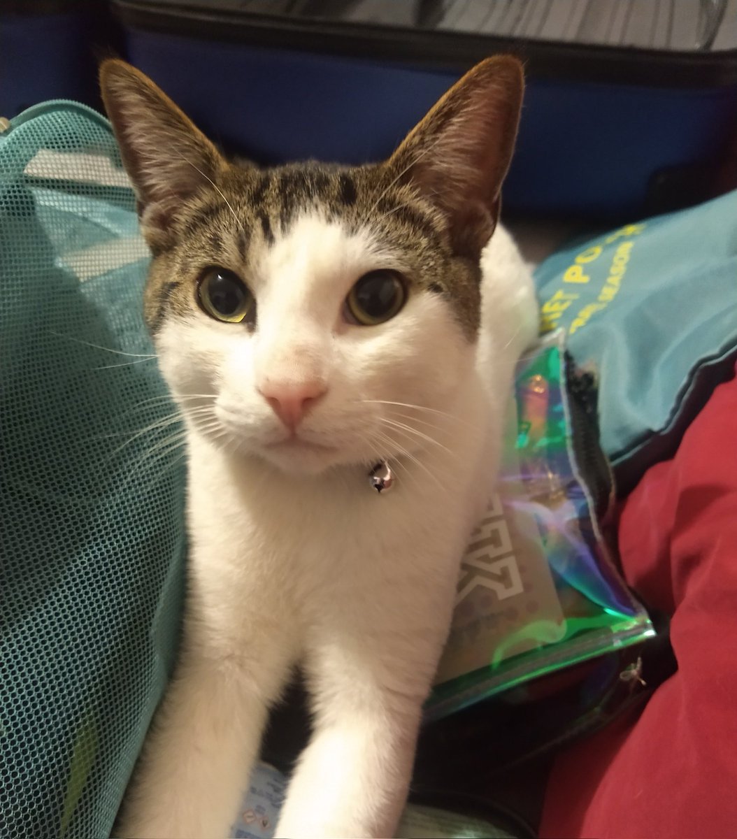 _GemmaMartinez's tweet photo. Alguien se quiere ir en la maleta
🧳🤣🐈 #LukeCatwalker https://t.co/yzLljcQ8Er