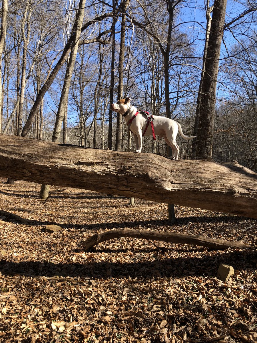 Jimmy_n_Muffin's tweet photo. Show us your dog exploring ☺️❤️ #twitterdogcommunity #dogsinnature #dogsoftwitter #thegreatoutdogs https://t.co/ByGtGe3RK9
