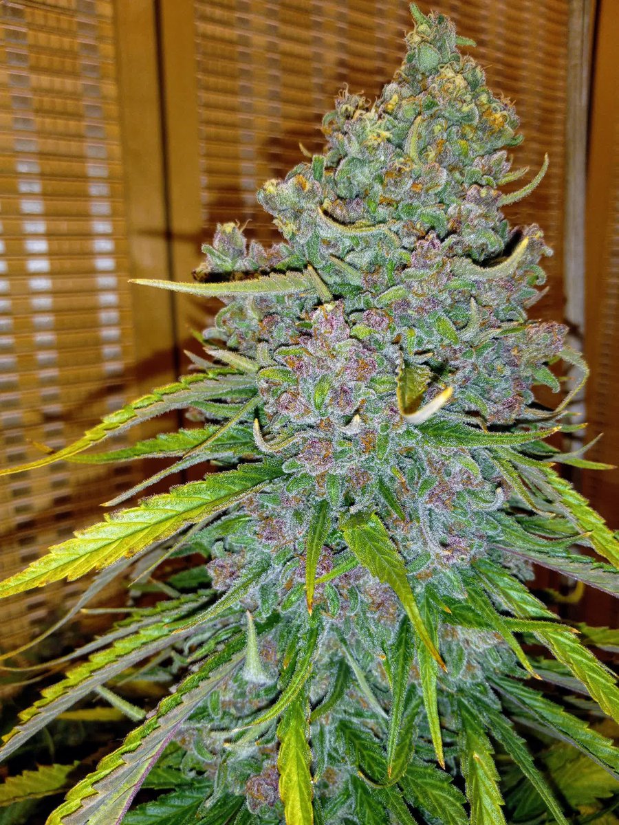 spliffseeds's tweet photo. Moon Walker Kush 🚀 another winner from Spliff Seeds! Wow, this stuff is an eruption of flavor. It looks like it's gonna taste like raspberries, but it's lemony Kush all the way! 
📸:silverback_guerilla
🌷:#moonwalkerkush
👨🏭:#spliffseeds https://t.co/FtMhNspuLI