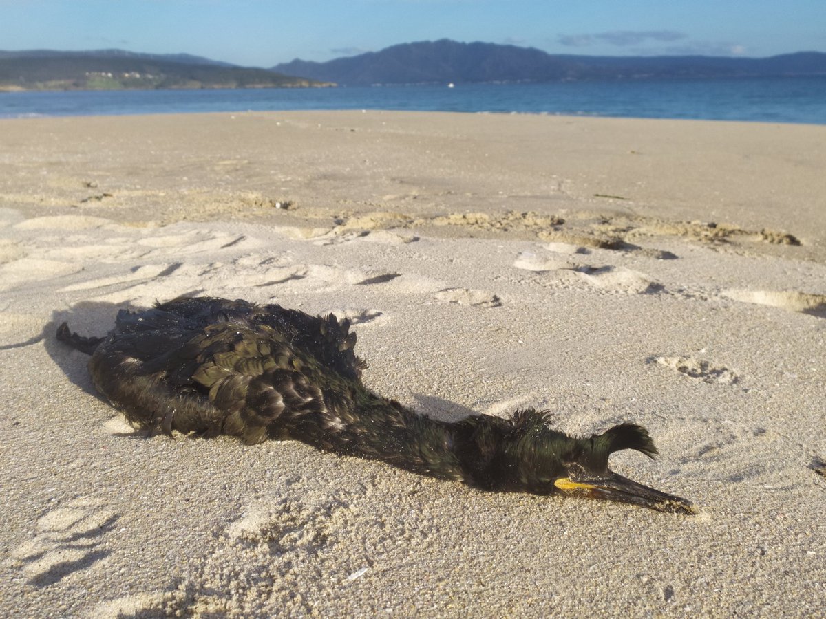 ASandovalRey's tweet photo. Acabo de encontrar este cormorán moñudo adulto en la playa de Langosteira, con motivo de una Inspección de Aves Orilladas (ICAO) para el @GTAM_SEO de @SEO_BirdLife  En las colonias del entorno, la temporada reproductora está ya a tope. Este ya no volverá a su nido... :( https://t.co/GoXzyifGmS