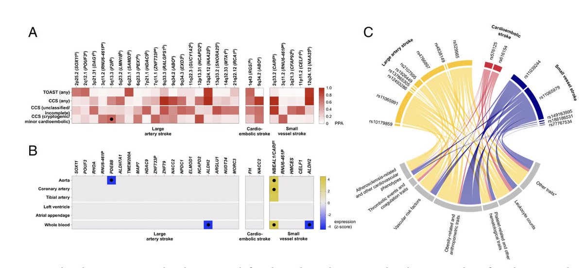 glad to share our article on the genetics of cryptogenic stroke in Annals of Neurology doi.org/10.1002/ana.26… reflecting my work <a href="/CGM_MGH/">CGM at MGH</a> <a href="/broadinstitute/">Broad Institute</a> Main message: genetics don't respect our diagnostic boundaries
