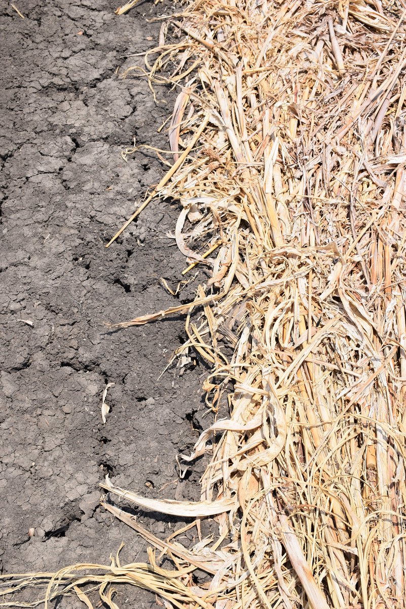 En Dolores, Purísima del Rincón los productores dan una oportunidad a la #AgriculturaDeConservación, pues utilizando fertilización adecuada y dejando el #Rastrojo ayudan a bajar uso de herbicidas, ahorrar en costos y proteger el medio ambiente para todos. bit.ly/3proeWp