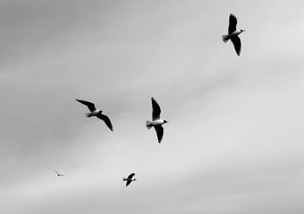 Belki de kuşlar için özgürlük uçmamaktır, kim bilir...