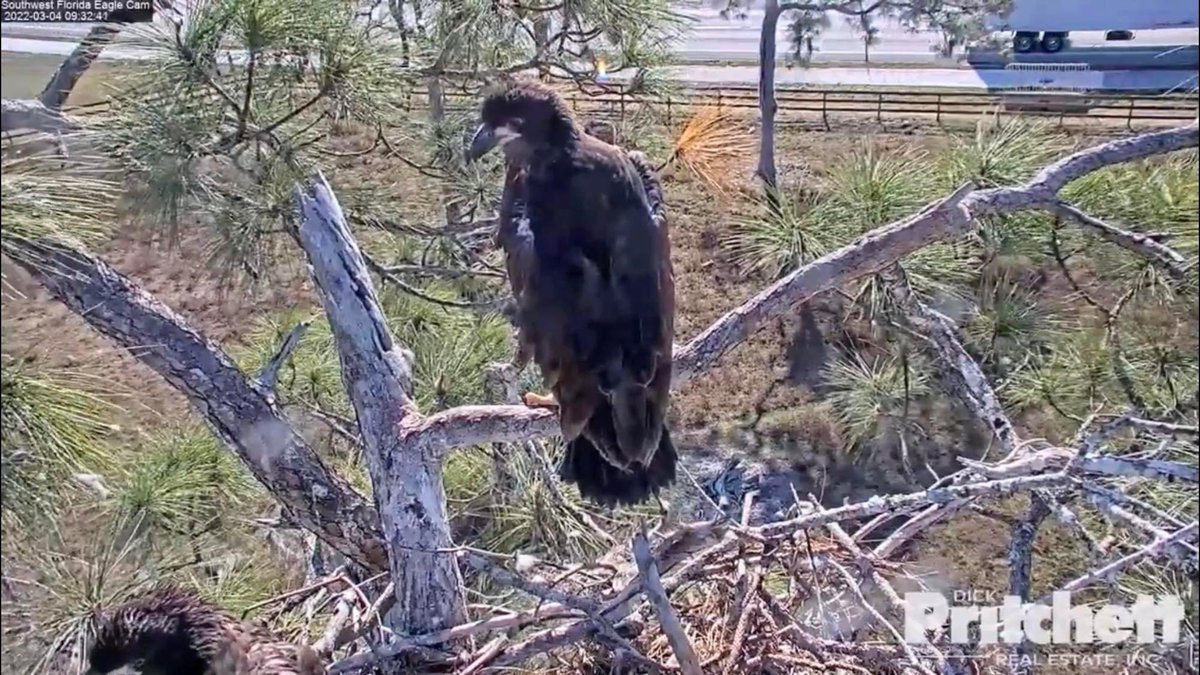 johstina's tweet photo. Yes, E19 branched! 🦅😍 @SWFLEagleCAM Fr3/4/22.. https://t.co/idvbiTeXyY