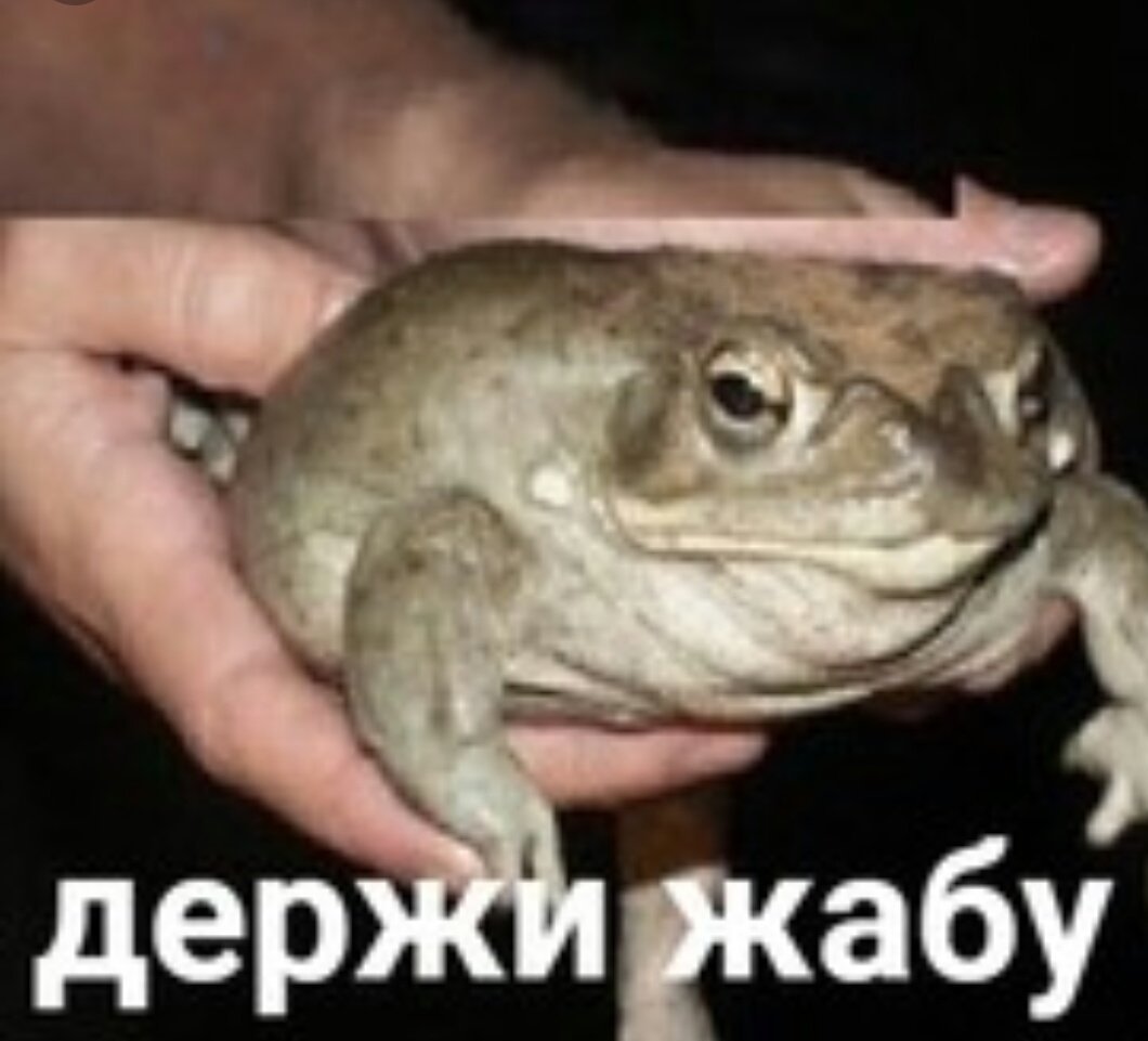 Лягушка спасибо за внимание