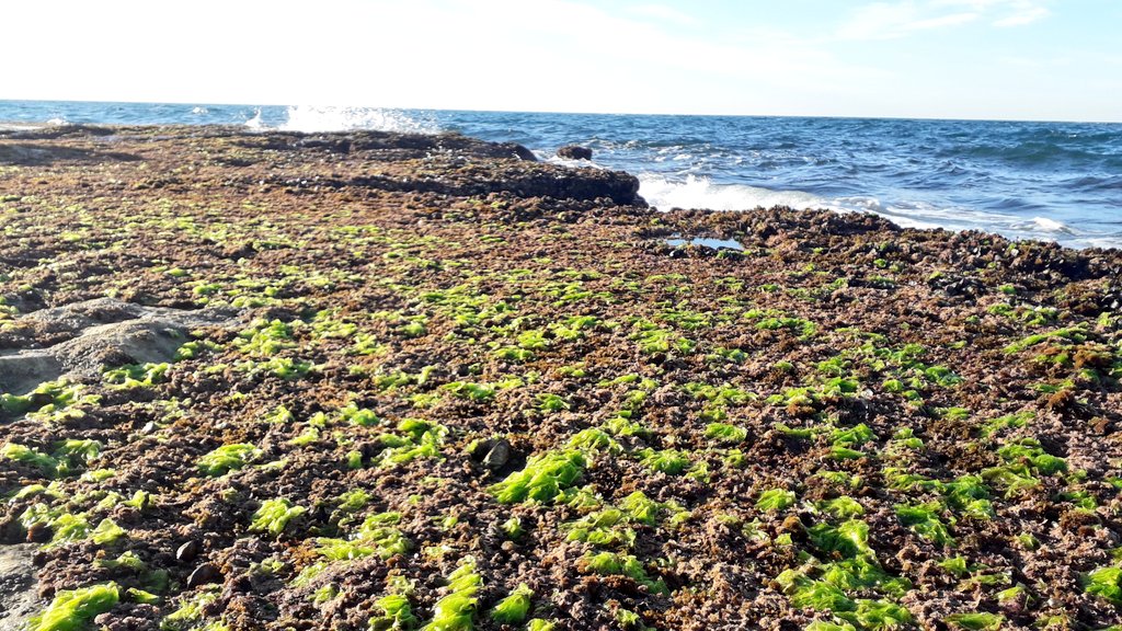 This 'sea-garden' is already blooming 😍 #PhycologyFriday #seaweeds #algae #intertidal #rockyshore #Spain #AlboranSea #Malaga