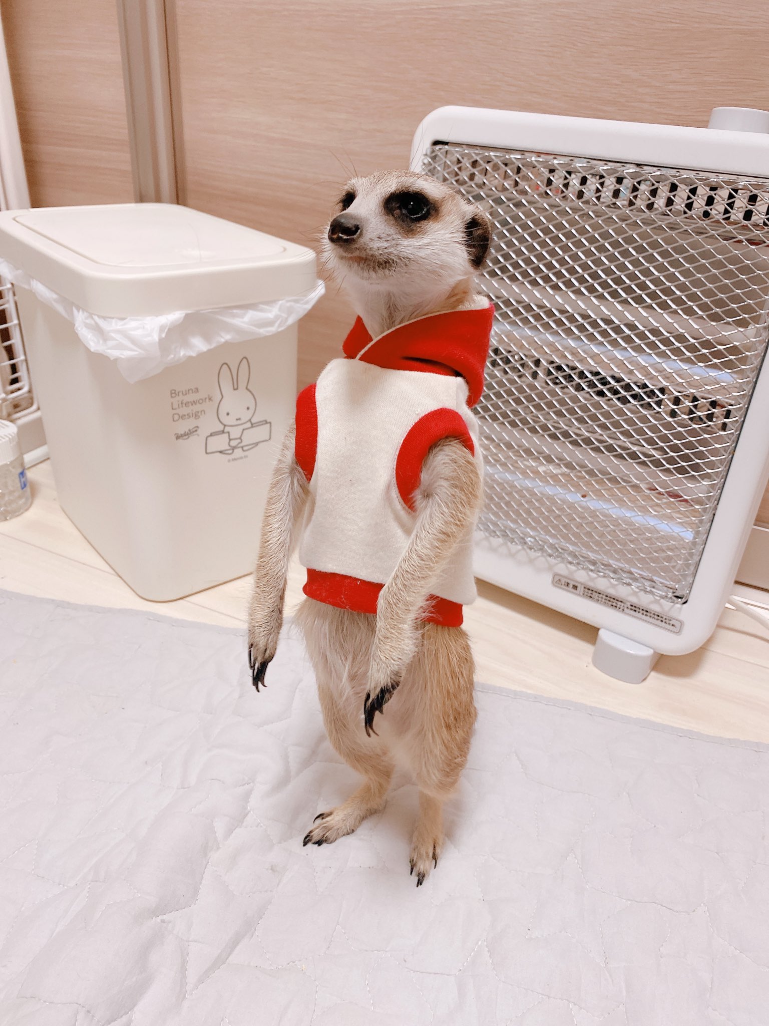 ミーアキャットハーネス (画像15/22) azkka.com