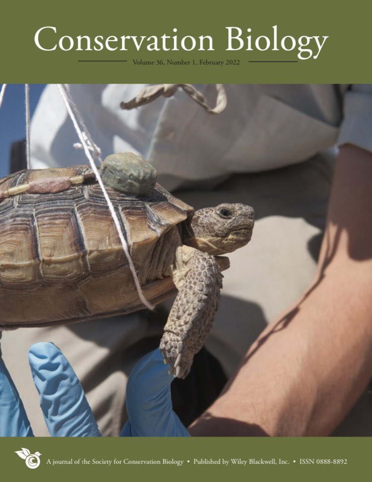 Our latest edition of #ConservationBiology is now online! You will find papers on mitigation translocation as well as parasites as conservation tools, information about compassionate conservation, and much more! #conservation #conservationnews