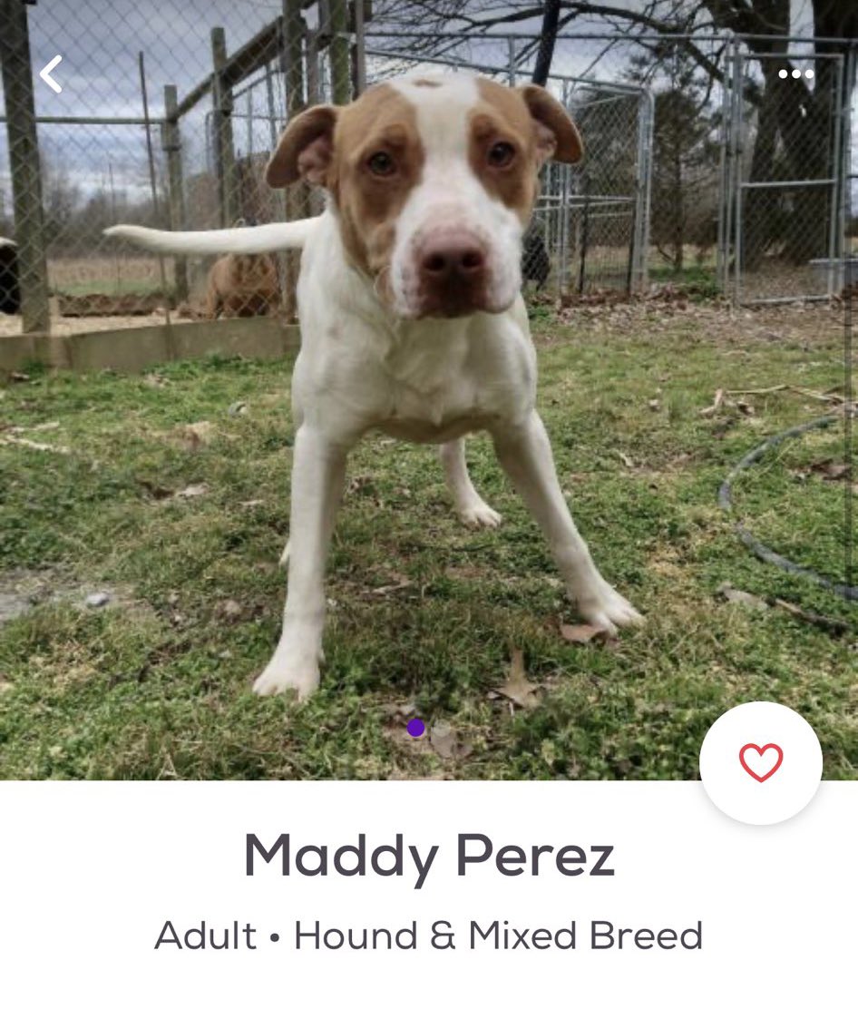 petfindernames's tweet photo. wait. is this fucking play about us? https://t.co/BJvNyIn592