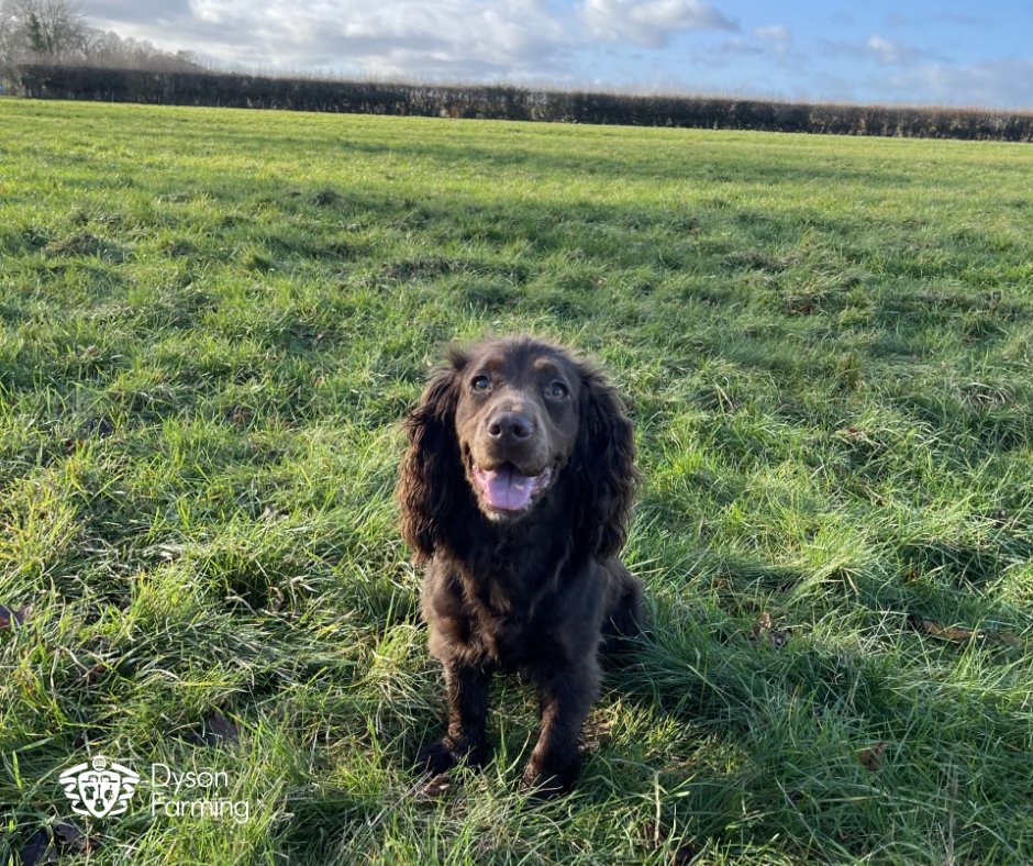 DFLeisure's tweet photo. Our farmland cottages make the ideal spot for a break with your four-legged friend. View and book our pet-friendly properties at https://t.co/GikVf5lhTq
#petfriendly #luxurycottages #farmbreaks #ukbreaks #dogs #lincolnshire #berkshire #gloucestershire
Photo: Milly @tilly_ireland https://t.co/3u9GE40Efh