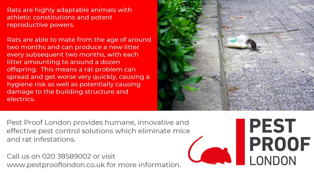 PestProofLondon's tweet photo. Rats can cause a lot of damage in your home or business.

We provide permanent solutions to rat and mice problems.

Call us on 020 3858 9902 or visit https://t.co/FaIhwELNUP for more infomation about our services.

#pestcontrolservice
#pestcontrol
#london
#surrey
#kent
#sussex https://t.co/RlKdIU3iJv