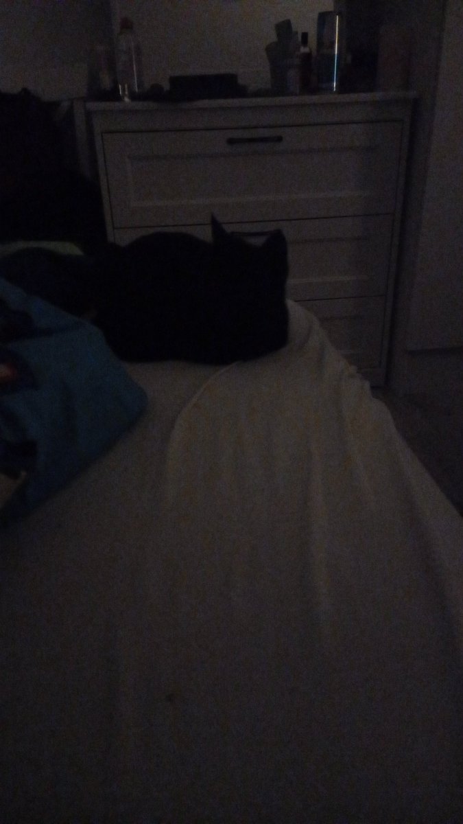 Alicethecoolcat's tweet photo. Alice in the bed https://t.co/fa23Pur9Im