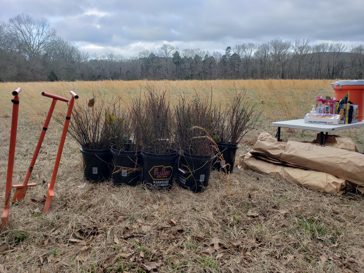 One Tree Planted tweet media