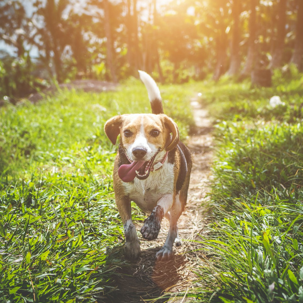 midogtest's tweet photo. Obesity not only effects people but pets as well. Since today is world obesity day, take some time to do some research so they can have a long &amp; healthy life. #stopanimalobesity #healthypets #midog #midogtest #vetinary #veterinarymedicine #microbiomehealth #microbiome #pethealth https://t.co/TmPgNw7NZK