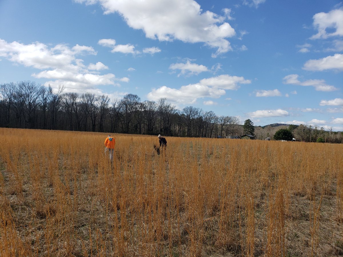 One Tree Planted tweet media