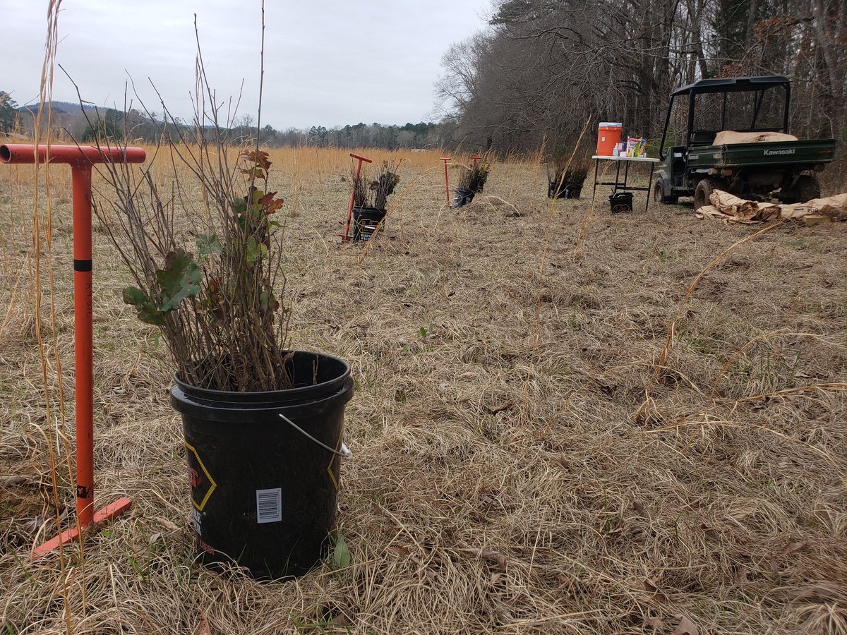 10,100 trees planted in #Arkansas!🌲🎉The #trees were planted to restore 16 hectares of riparian land that had been degraded by sod production and repeated vehicle travel to access a remote property.