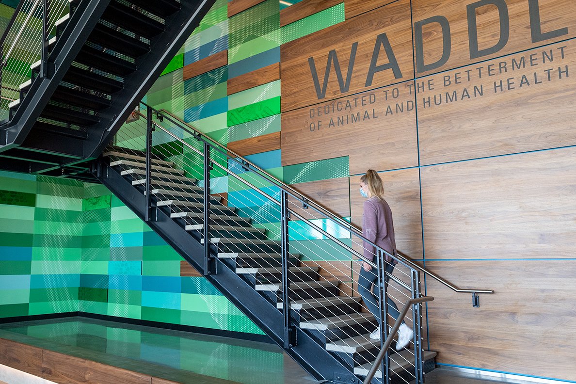 WSUvetmed's tweet photo. 🧪🔬🏆This year marks the 20th straight year WADDL has been a member of National Animal Health Laboratory Network. The lab—a service unit in the #WSU College of Veterinary Medicine—is the only Level I facility in the Pacific Northwest. #GoCougs #WSUVetMed

https://t.co/E5CVku4J4u https://t.co/p0Z3cAGlvQ
