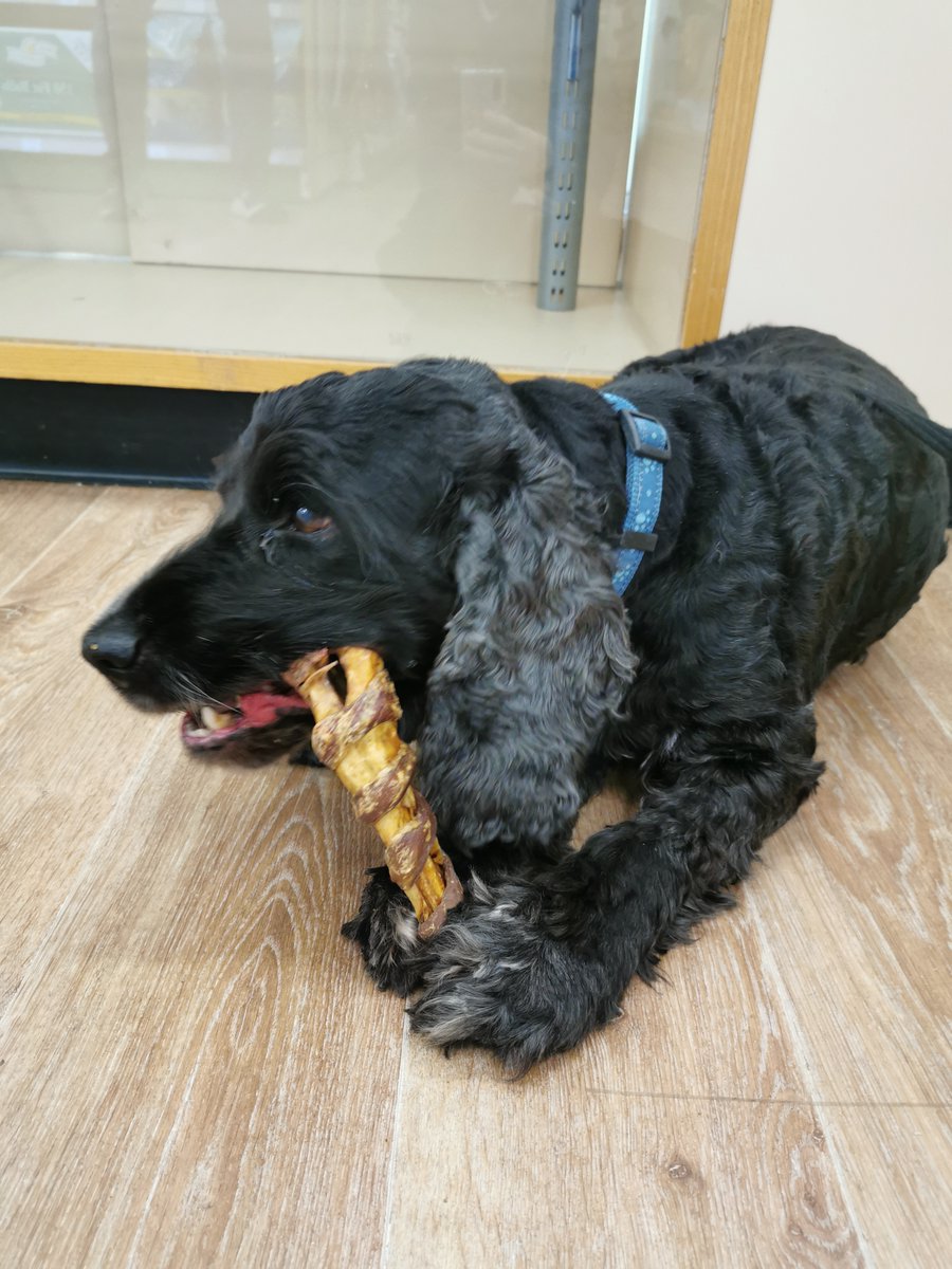 A treat chosen by Jasper for Jasper 🐶#Cambridge #cambourne