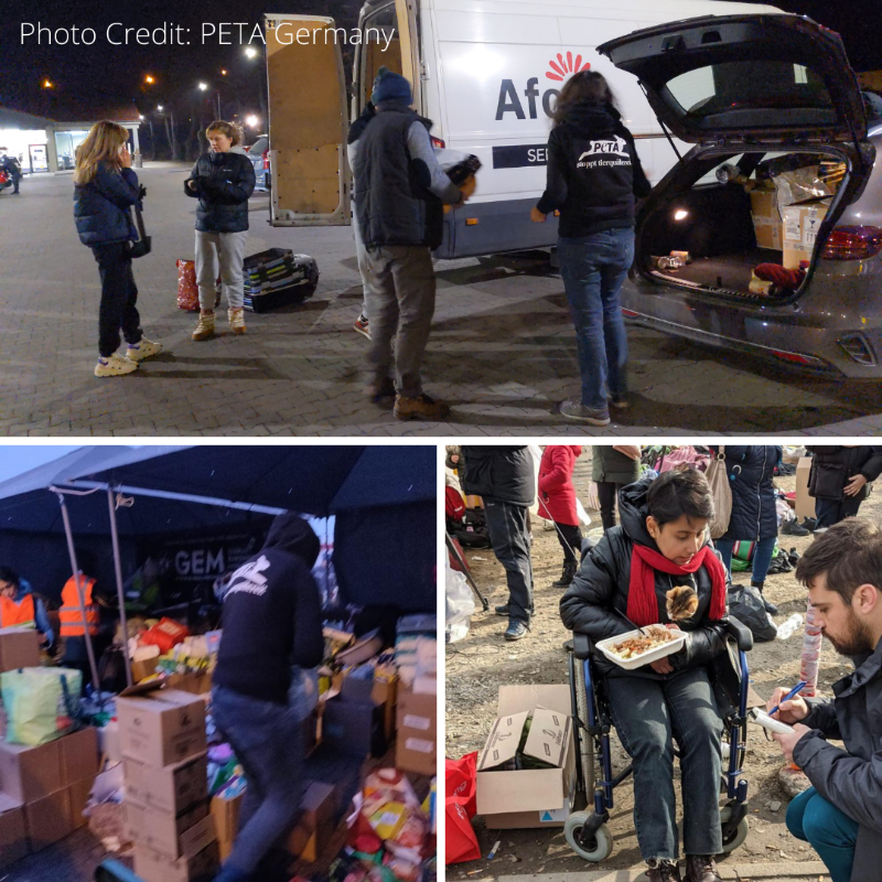 PetaIndia's tweet photo. UPDATE: PETA Germany delivers 40 tonnes of food and emergency supplies to brave shelter workers and rescues nearly 150 animals from Ukraine: https://t.co/2Q2VzGSgIQ
#AnimalsInUkraine #PETAInUkraine #UkraineCrisis