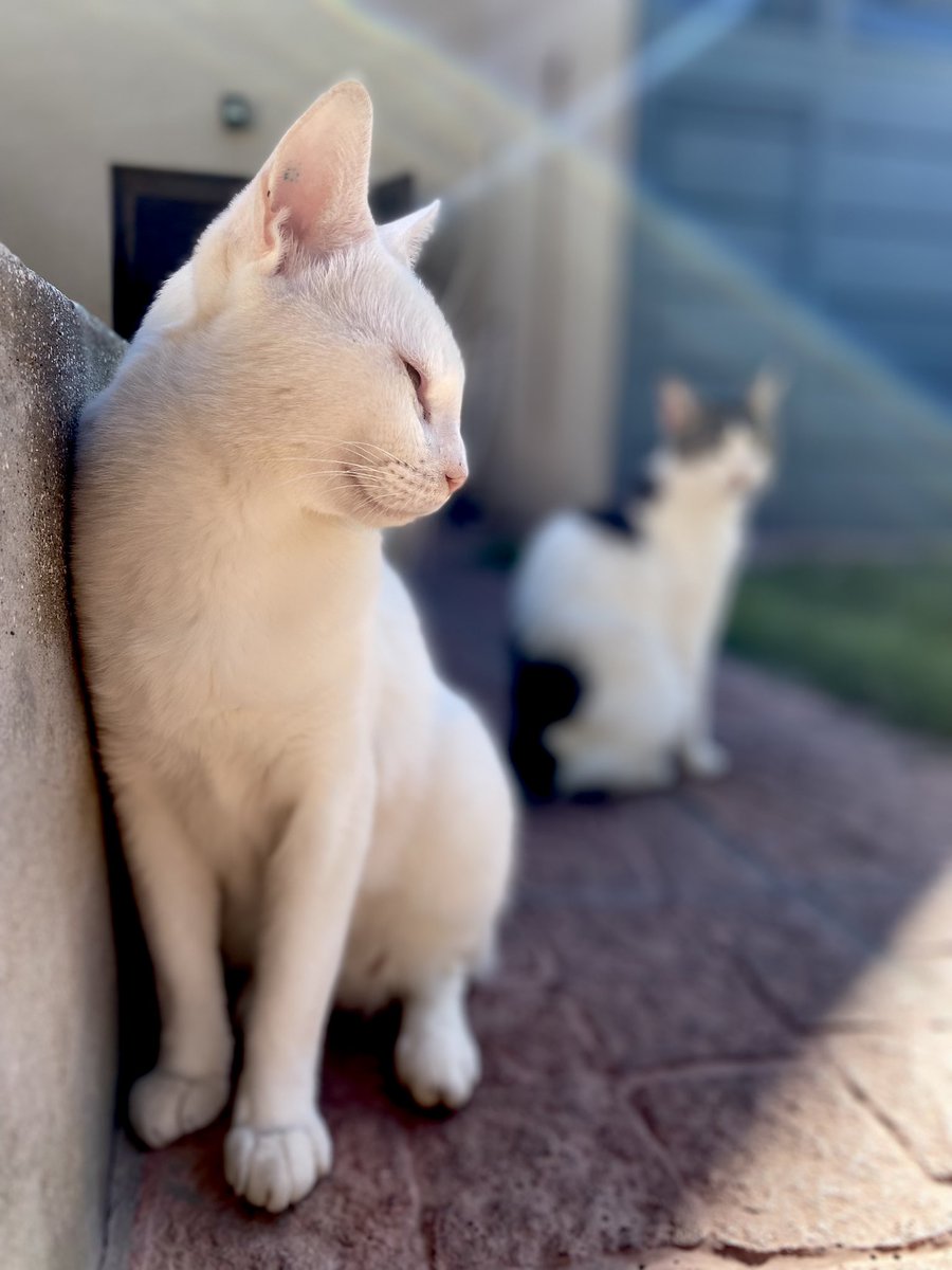 Cats (@mycatsssss) on Twitter photo 