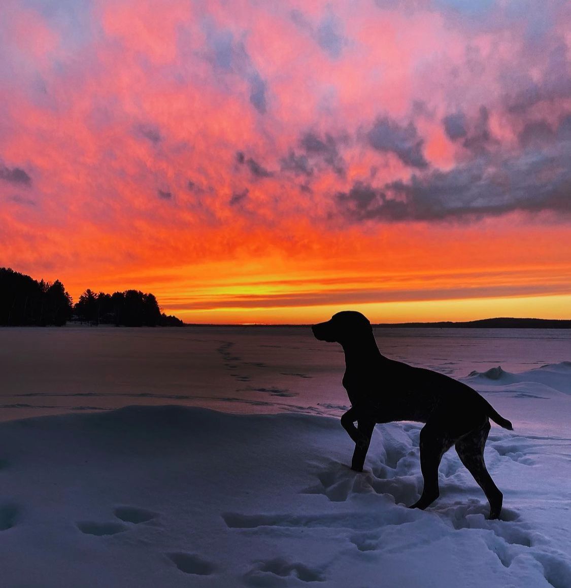 Dogs and sunsets, sunsets and dogs. 🤩 😍 

#sunset #eagleriverwi #dogs 
📸: Megan R.
