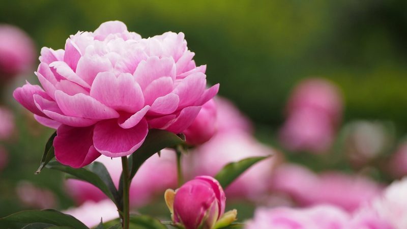 Доброй ночи, друзья! Красивых снов!🌿🌺