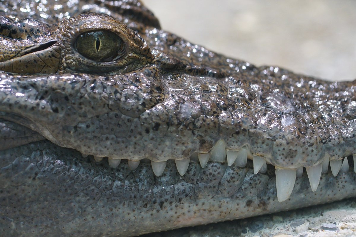 ZSLScience's tweet photo. The 3rd talk on Tuesday by Marites Gatan-Balbas &amp; @MerlijnvanWeerd from the @mabuwaya Foundation will be on the successful conservation story of the wild Philippine crocodile, &amp; how this success can be measured using the @IUCN #GreenStatusOfSpecies tool🐊

https://t.co/wjBeXaO99F https://t.co/08s5f2WC2F