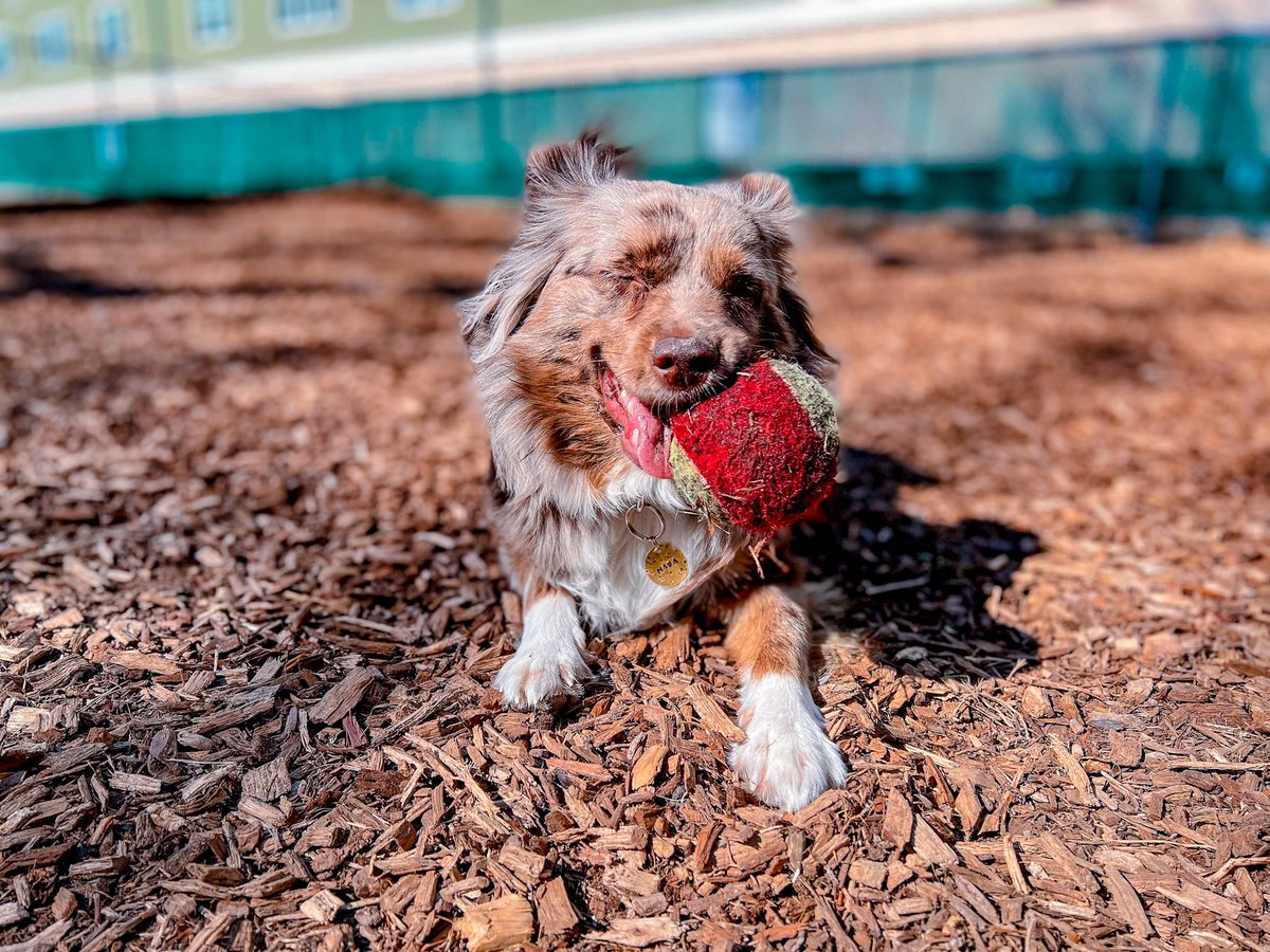 My favorite way to start the day. 🎾 How about you? #fetch #twitterdogcommunity #twitterdogs #dogsofinstagram
