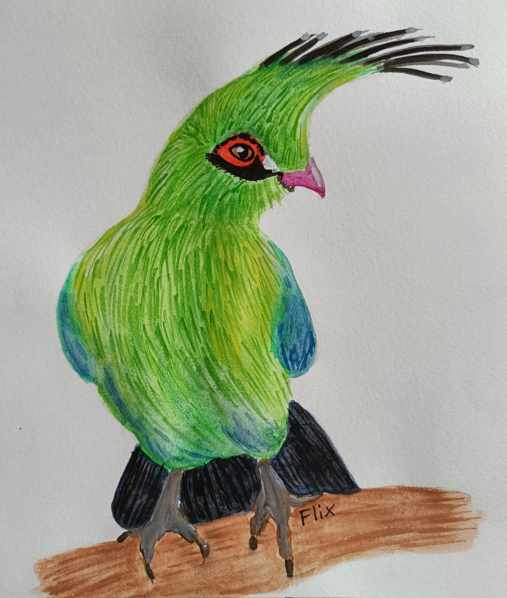 Birbfest 27: Turaco

instagram.com/p/CaqQE0KInBf/…
#birding #nature #watercolorart