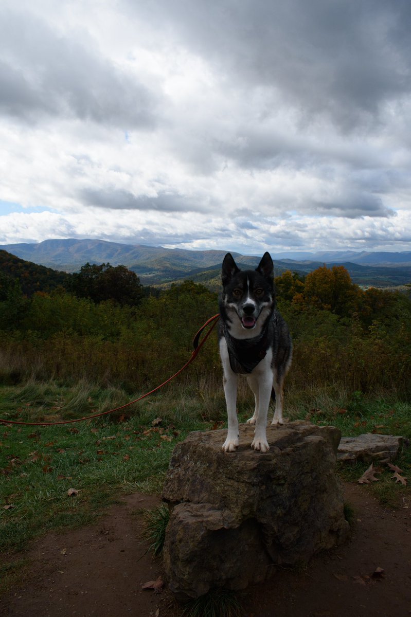 The Sibe + The Terv tweet media