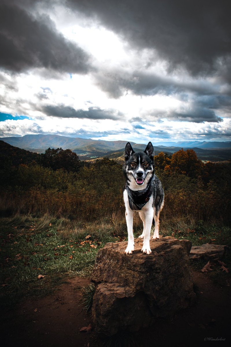 The Sibe + The Terv tweet media